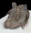 Top Quality Tower Eyed Erbenochile Trilobite #39090-4